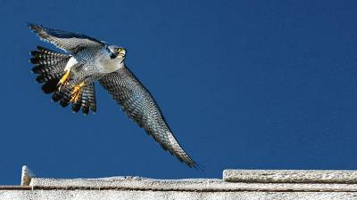 Halcón peregrino (Falco peregrinus) de caza por la calle Higini Anglès. FOTO: Ferran Aguilar