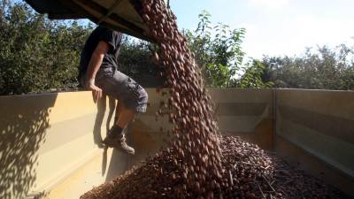 La producció d'avellanes ha estat nefasta a Catalunya i es preveu una collita d'unes 5.000 tones. Foto: A.M.