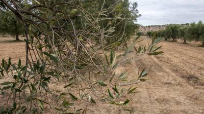 Detall d’una olivera afectada per la sequera, al terme de Flix. FOTO: JOAN REVILLAS