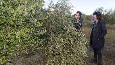 La consellera d'Agricultura, Teresa Jordà, visitant un camp d'oliveres afectat la setmana passada a la Terra Alta. Foto: Joan Revillas