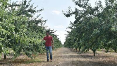 Sergi Veciana, en una finca ubicada en la carretera de Constantí, donde trabaja el cultivo de almendros. Foto: Alfredo González