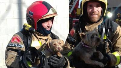 Bombers rescata dos perros del ático en llamas. FOTO: Bombers