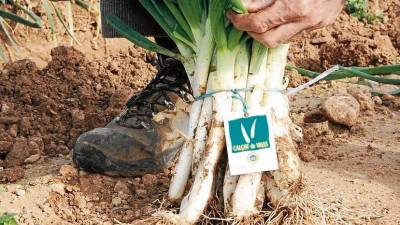 Los calçots de Valls son uno de los productos con Indicación Geográfica Protegida. Foto: DT