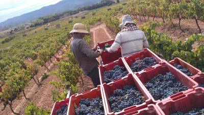 Les vinyes ja es troben a punt per començar la campanya de la verema. Foto: DT