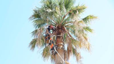 Josep Oriol Prats en lo más alto de una palmera. Foto: A.G.