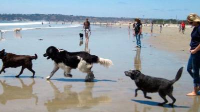 Una playa para perros.
