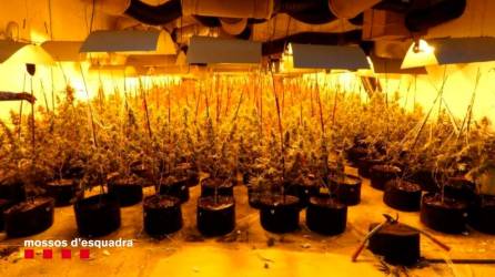 Imágen de archivo de una plantación de marihuana. Foto: Mossos d’Esquadra