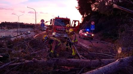 El pino en medio de la carretera. Foto: DT