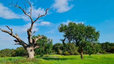 La publicació recull una trentena d’arbres singulars que es troben al terme municipal de Querol (Alt Camp). Foto: Cedida