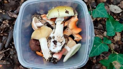 La seta del centro es una ‘amanita phalloides’, mortal. Ejemplares recolectados en Prades. Foto: Cedida