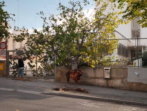 $!Un árbol caído en Tarragona, en la calle Vidal i Barraquer. Foto: Irene Palau