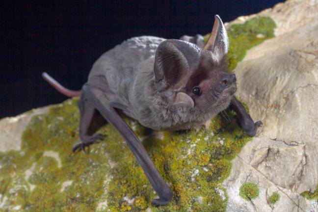 Un murciélago rabudo ‘Tadarida teniotis’. Foto: Adrià López-Baucells