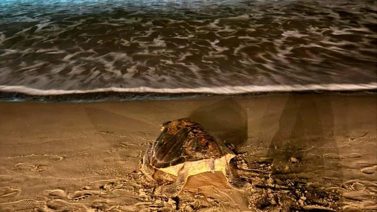 La tortuga avistada en la madrugada del sábado en la playa de La Pineda, de vuelta al mar. Foto: cedida