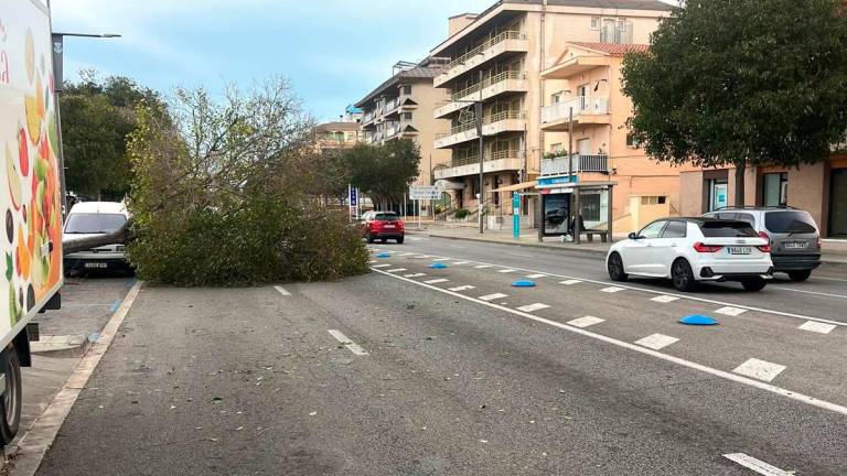 $!Un árbol caído en la C-31, en Segur de Calafell. Foto: DT