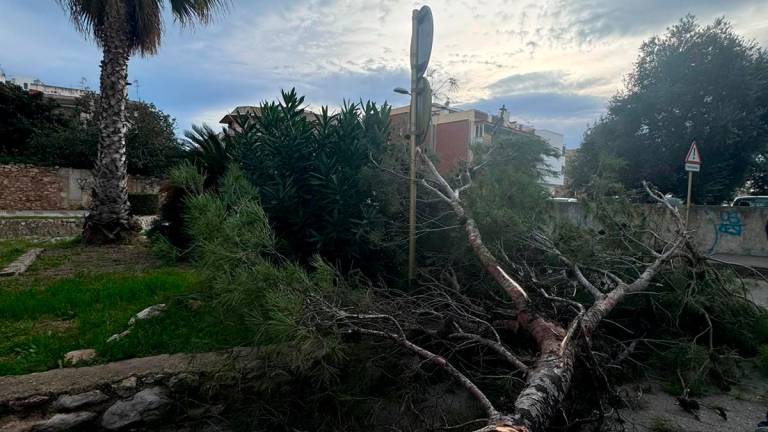 $!Imagen de un árbol caído en Cunit a causa del viento. Foto: Cedida