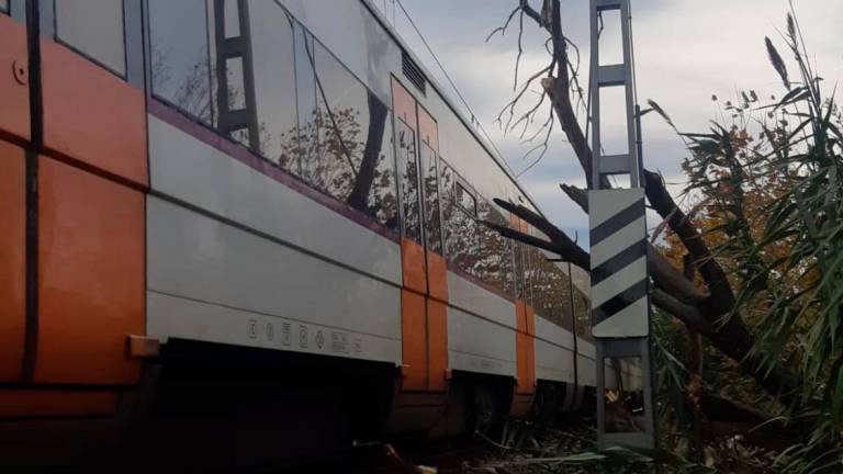 El tren parado en la vía a consecuencia del árbol caído. Foto: Cedida