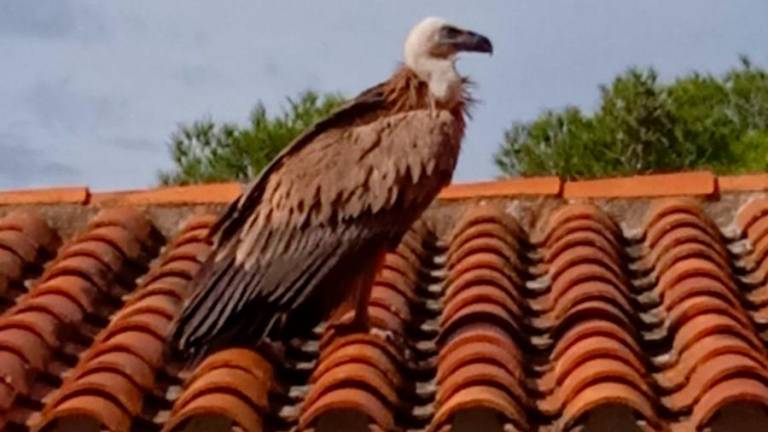 El ejemplar en el tejado de una construcción en el