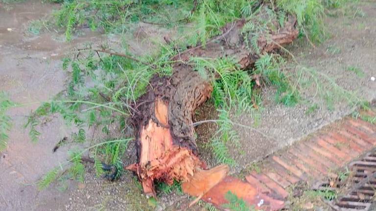 Un árbol caído por la tormenta en el barrio Mas Pellicer de Reus. Foto: Eduardo Navas