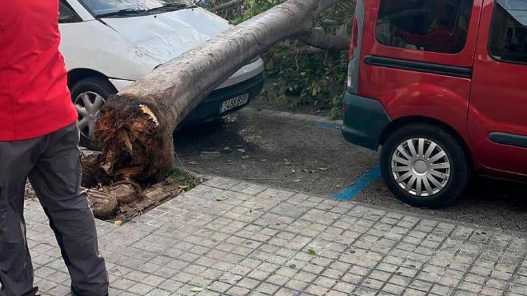 $!Otro árbol en el suelo en Segur de Calafell. Foto: DT