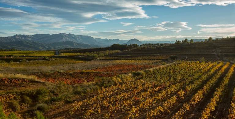 $!El vi és una de les banderes de la Terra Alta. Foto: Cedida