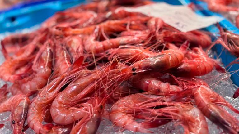 Gamba roja. Foto: EFE