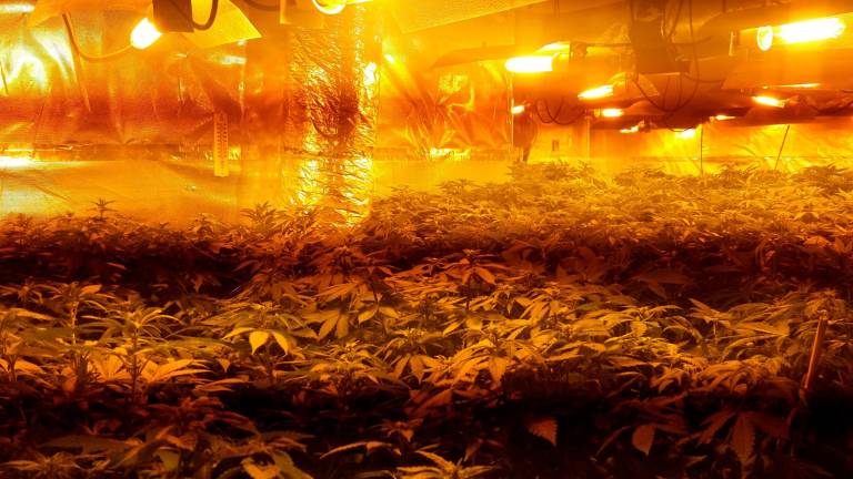 Plantas de marihuana en una habitación del chalet. Foto: Policía Nacional