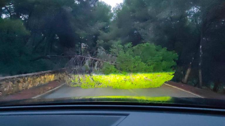 Un árbol caído en una carretera de La Móra. Foto: DT