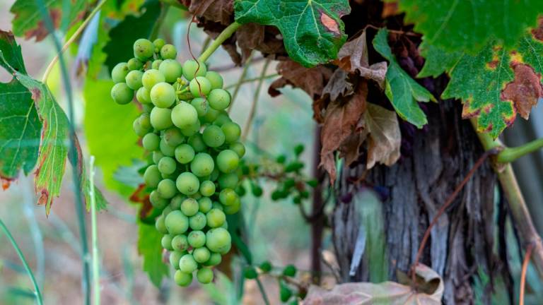 Uvas del monasterio de Poblet. FOTO: Santi García