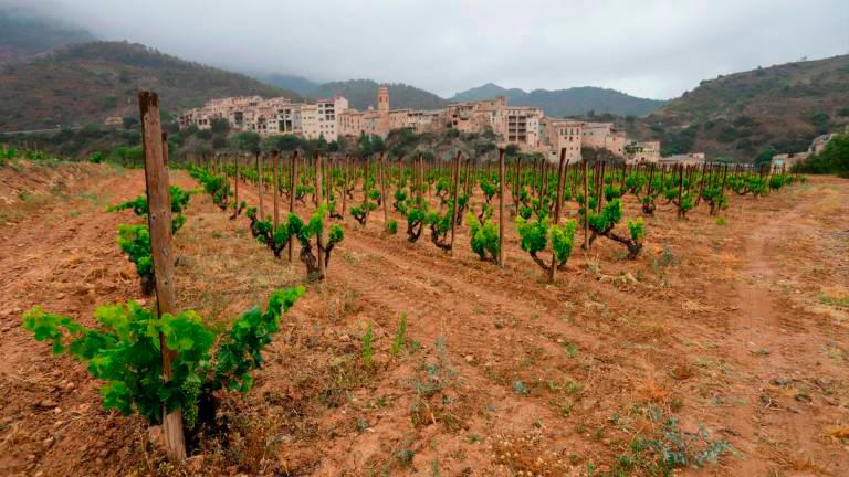 Vinyes a la Vilella Baixa. Foto: Marc Bosch