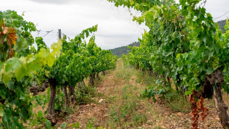 Las viñas del monasterio. FOTO: Santi García