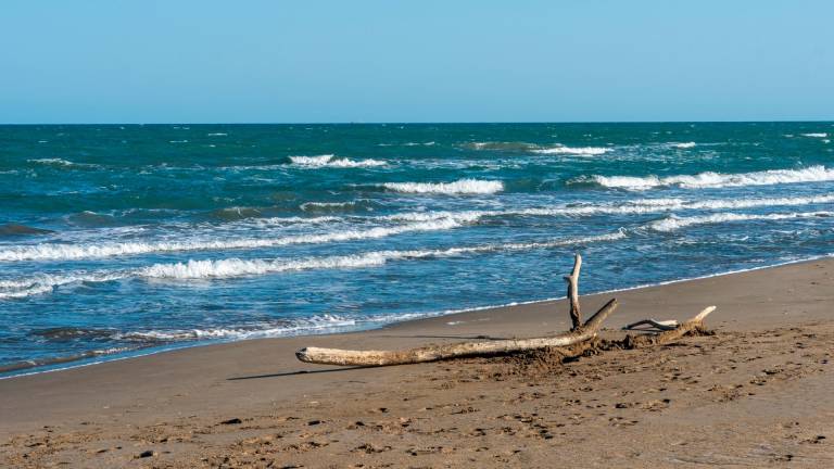 Una rama frente al mediterráneo. FOTO: santi garcía