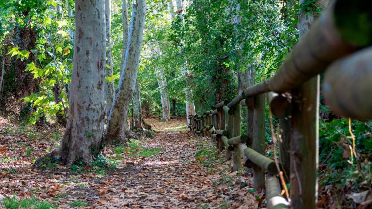 Sendero de la Albareda. FOTO: S. García