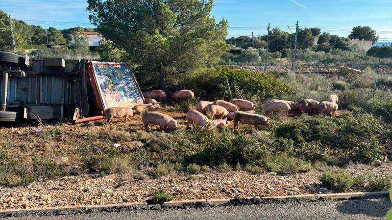 Los animales han salido del camión accidentado. Foto: DT