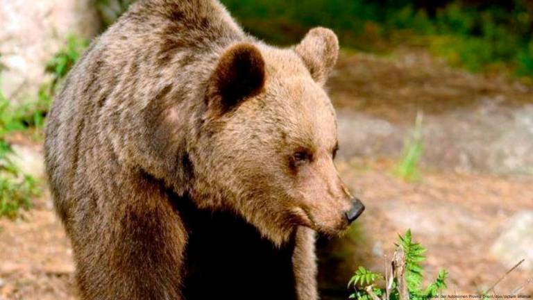 Imagen de un oso. Foto: cedida