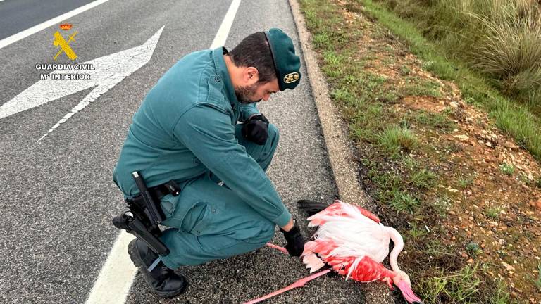 El animal fue hallado en la AP-7 en el término municipal de Freginals. Foto: Guardia Civil