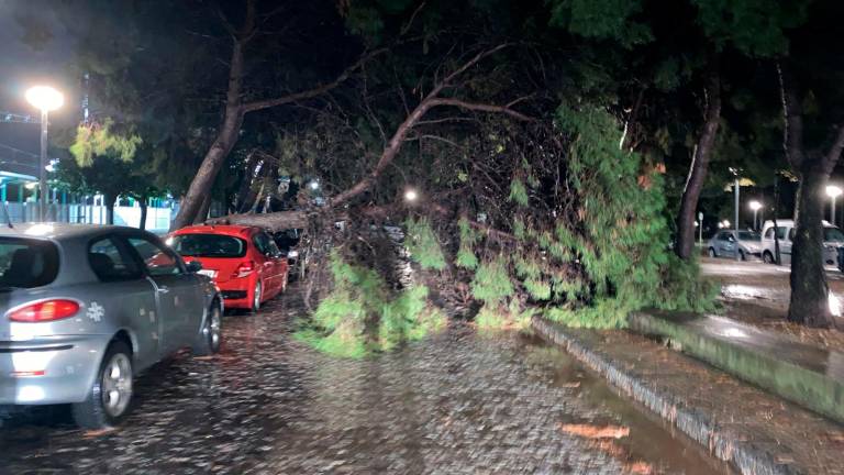 La tromba de agua ha provocado la caída de árboles. Éste es en Vila-seca. Foto: cedida