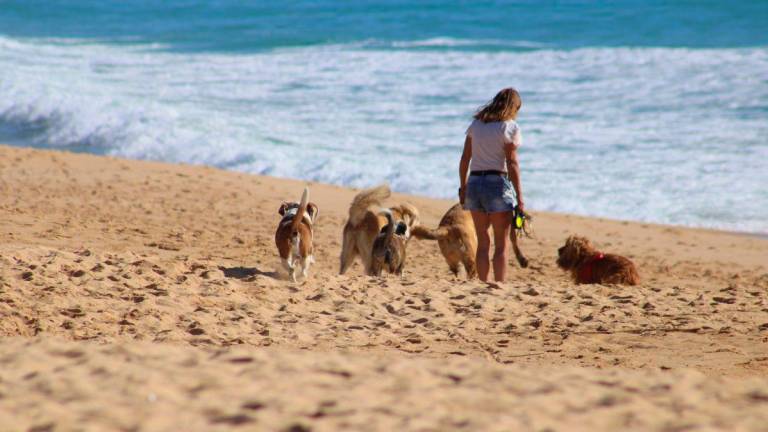 Debe estudiarse dónde habilitar el tramo de playa para perros.