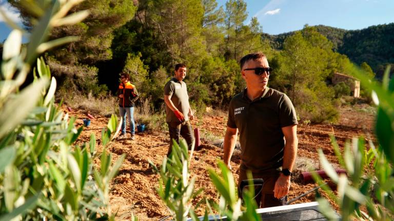 reforestación en un terreno de Móra d’Ebre. Fotos: cedidas