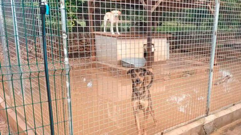 $!Uno de los patios de la protectora de Torredembarra. Foto: Cedida