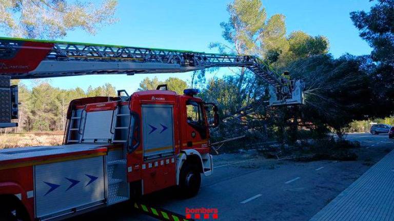 Una dotación de bomberos cortando y retirando un gran pino caído en la avenida Dels Pallaresos, en el barrio de Sant Salvador, en Tarragona. Foto: Bombers de la Generalitat