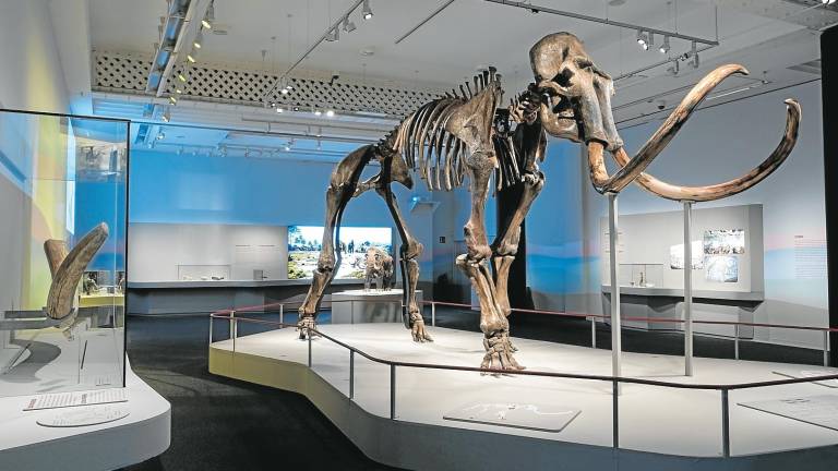 Esqueleto del impresionante mamut siberiano que protagonizará la exposición ‘Mamut. El gigante de la Edad de Hielo’. foto: © Fundació ”la Caixa”