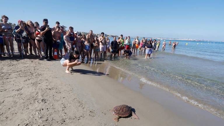 La tortuga Aina volvió al mar ayer por la tarde. FOTO: pere ferré