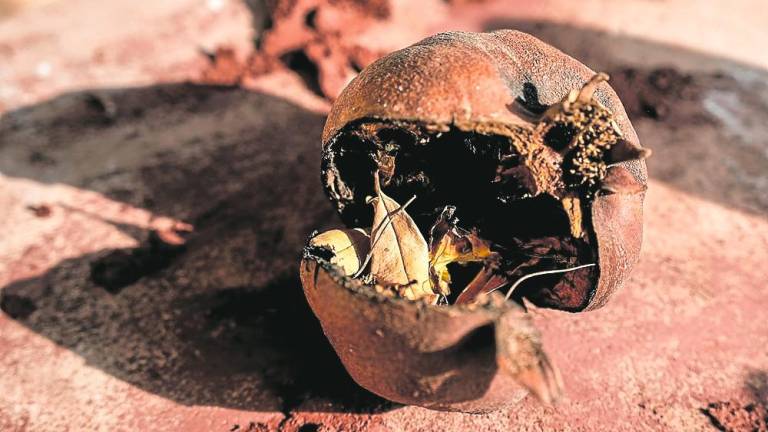 La granada es símbolo de muerte y resurrección, de sensualidad y pasión. FOTO: cedida