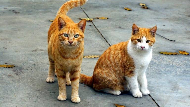 Torredembarra reafirma su compromiso con el bienestar de sus gatos callejeros. Foto: Ajuntament de Torredembarra