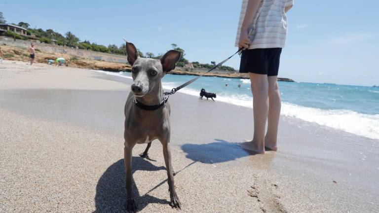 Los perros ya pueden usar la playa de El Miracle desde la pasada semana. foto: Pere Ferré