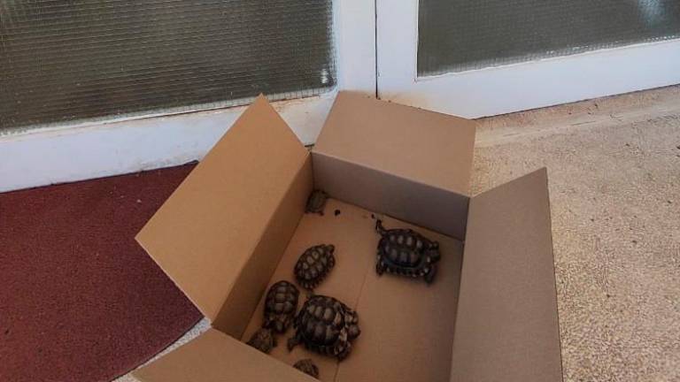 $!Cajas con tortugas en las puertas del CREAC.