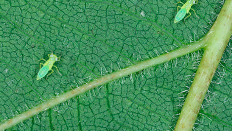 El mosquito verde acaba secando las viñas.