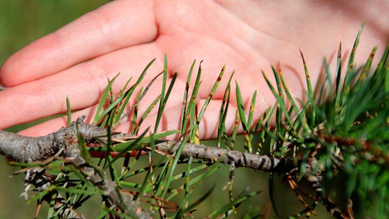 Imagen detalle de uno de los pinos con banda marrón. Foto: ACN