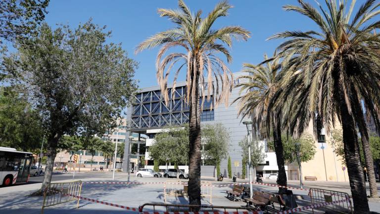 Imagen de la palmera que hoy se talará de la Plaça Alcalde Lloret, ayer ya vallada. Foto: Pere Ferré