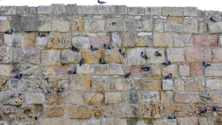 Es habitual ver cómo las palomas se instalan en los huecos de los monumentos. Por ejemplo, en las Muralles. Foto: Pere Ferré